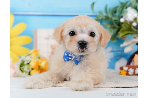 成約済の神奈川県のマルプー:マルチーズ×トイプードル-314554の9枚目