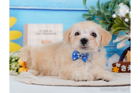 成約済の神奈川県のマルプー:マルチーズ×トイプードル-314554の12枚目