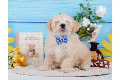 成約済の神奈川県のマルプー:マルチーズ×トイプードル-314554の3枚目