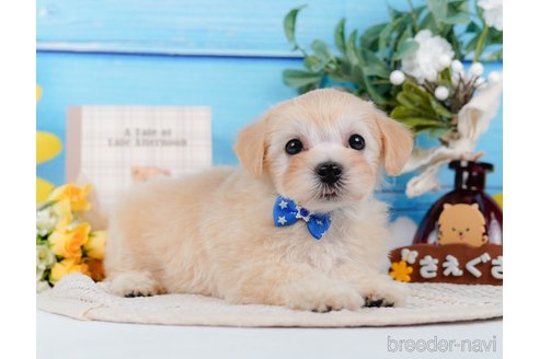 成約済の神奈川県のマルプー:マルチーズ×トイプードル-314554の5枚目