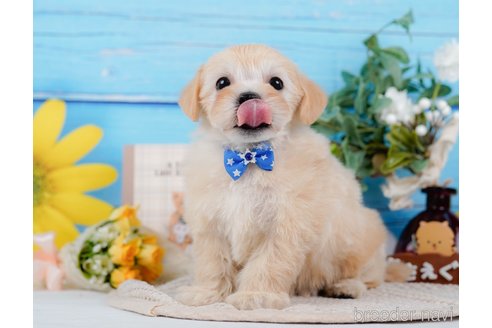 成約済の神奈川県のマルプー:マルチーズ×トイプードル-314554の4枚目