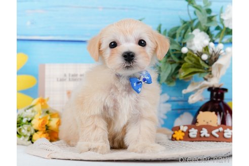 成約済の神奈川県のマルプー:マルチーズ×トイプードル-314554の6枚目