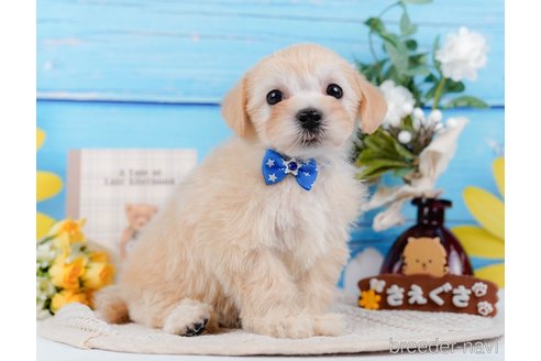 成約済の神奈川県のマルプー:マルチーズ×トイプードル-314554の7枚目