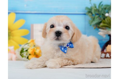 成約済の神奈川県のマルプー:マルチーズ×トイプードル-314554の2枚目