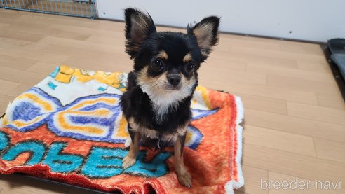 サンゴちゃん1枚目