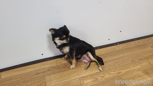 サンゴちゃん1枚目