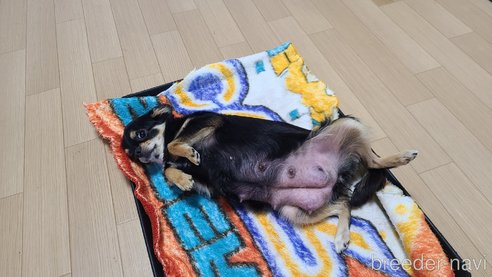 サンゴちゃん1枚目