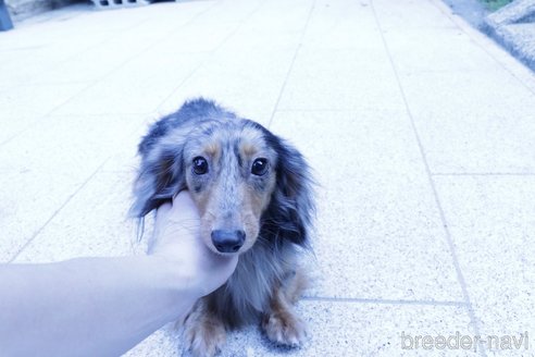 成約済の愛知県のカニンヘンダックスフンド(ロングヘアード)-314588の7枚目
