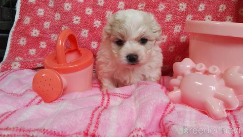 成約済の群馬県のミックス犬-313756の1枚目