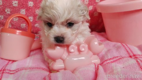 成約済の群馬県のミックス犬-313756の3枚目