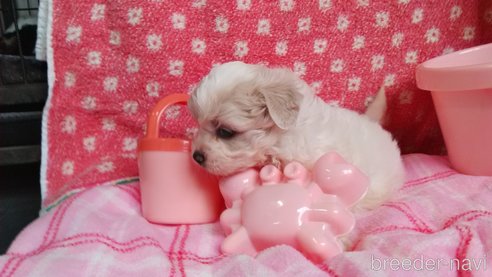 成約済の群馬県のミックス犬-313756の2枚目