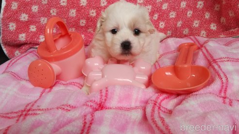 成約済の群馬県のミックス犬-312633の4枚目