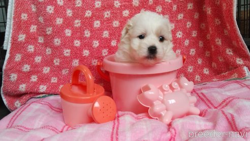 成約済の群馬県のミックス犬-312633の3枚目