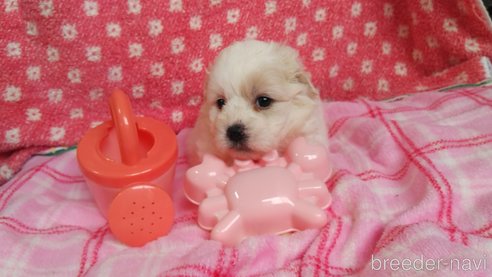 成約済の群馬県のミックス犬-312633の2枚目