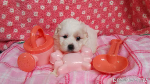 成約済の群馬県のミックス犬-312633の1枚目