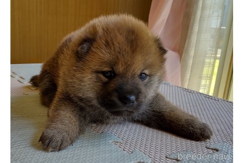 成約済の秋田県の柴犬-309903の1枚目