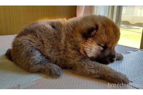 成約済の秋田県の柴犬-309903の3枚目