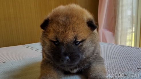 販売中の秋田県の柴犬-314620