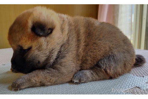 成約済の秋田県の柴犬-314620の4枚目