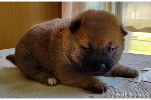 成約済の秋田県の柴犬-314620の3枚目