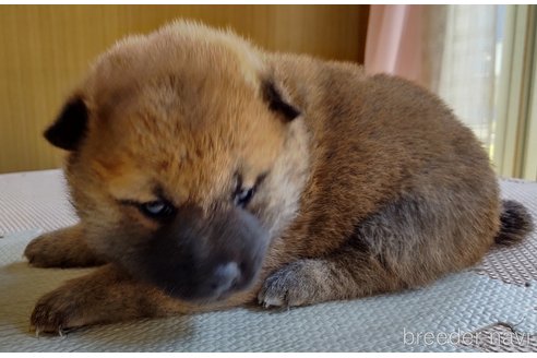 成約済の秋田県の柴犬-314620の2枚目