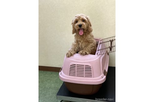 成約済の埼玉県のミックス犬-304872の4枚目