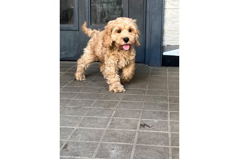 成約済の埼玉県のミックス犬-304872の3枚目