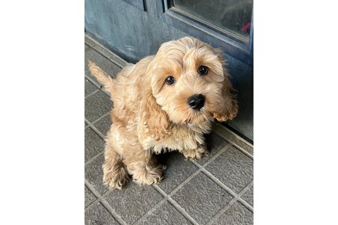 成約済の埼玉県のミックス犬-304872の2枚目