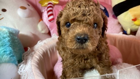 成約済の富山県のタイニープードル-310582の1枚目