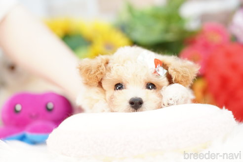 成約済の埼玉県のビションプー:ビションフリーゼ×トイプードル-314639の2枚目