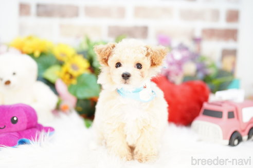 成約済の埼玉県のビションプー:ビションフリーゼ×トイプードル-314639の1枚目