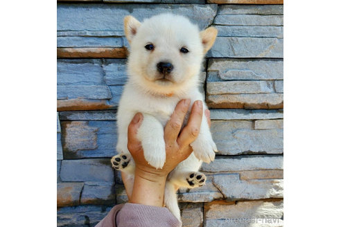 成約済の大阪府の北海道犬-314645の4枚目