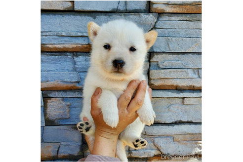 成約済の大阪府の北海道犬-314645の5枚目