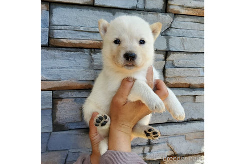 成約済の大阪府の北海道犬-314648の5枚目