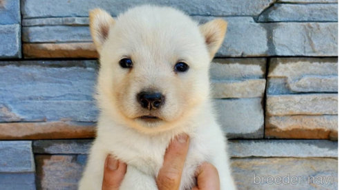 成約済の大阪府の北海道犬-314648の1枚目