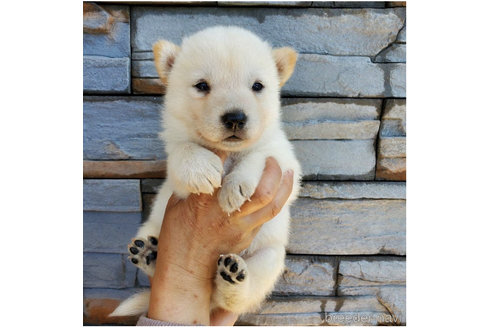 成約済の大阪府の北海道犬-314649の4枚目
