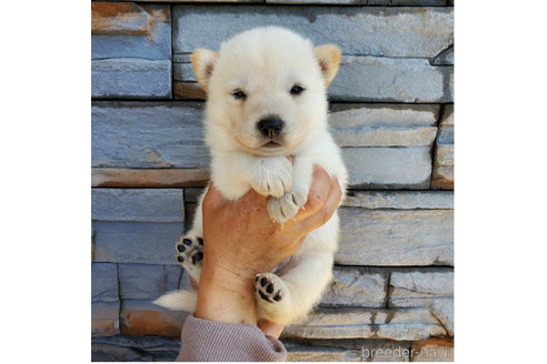 成約済の大阪府の北海道犬-314649の5枚目