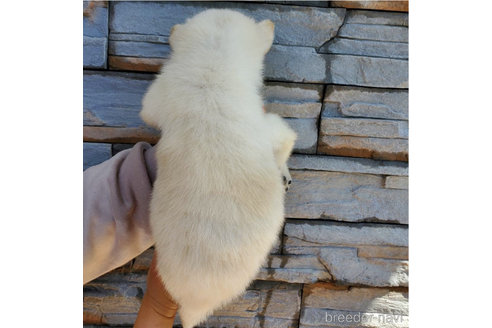 成約済の大阪府の北海道犬-314649の2枚目
