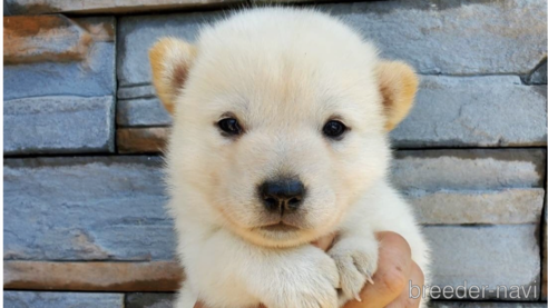 成約済の大阪府の北海道犬-314649の1枚目