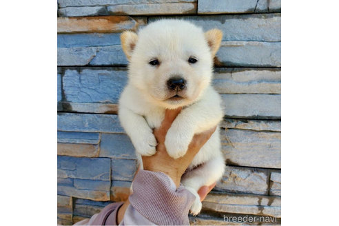 成約済の大阪府の北海道犬-314652の4枚目