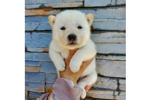 成約済の大阪府の北海道犬-314652の5枚目