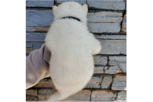 成約済の大阪府の北海道犬-314652の2枚目