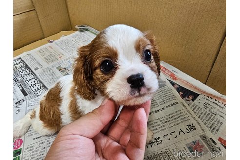 成約済の愛知県のキャバリアキングチャールズスパニエル-314664の6枚目