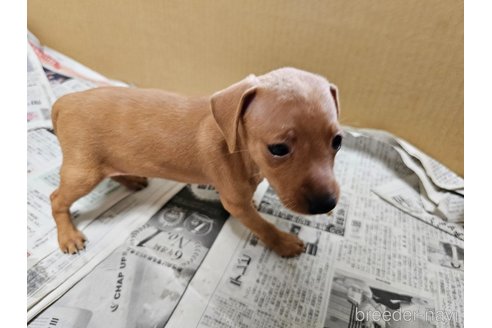 成約済の愛知県のミニチュアピンシャー(ミニピン)-314668の2枚目