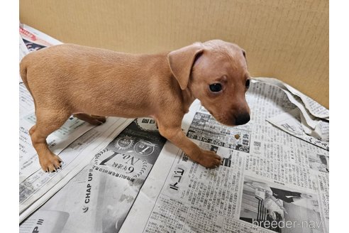 成約済の愛知県のミニチュアピンシャー(ミニピン)-314668の3枚目