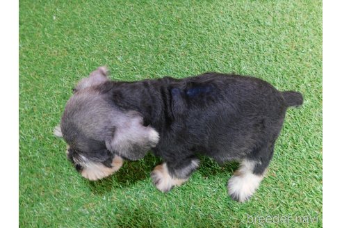 成約済の三重県のミニチュアシュナウザー-314681の2枚目