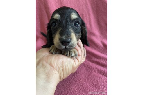 成約済の大分県のカニンヘンダックスフンド(ロングヘアード)-314683の7枚目