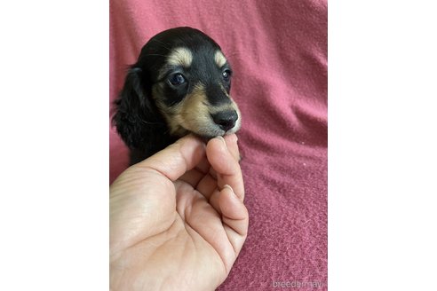 成約済の大分県のカニンヘンダックスフンド(ロングヘアード)-314687の6枚目