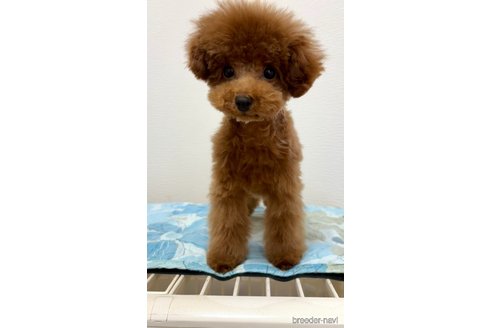 成約済の愛知県のティーカッププードル-314694の4枚目
