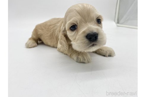 成約済の愛知県のアメリカンコッカースパニエル-314708の5枚目